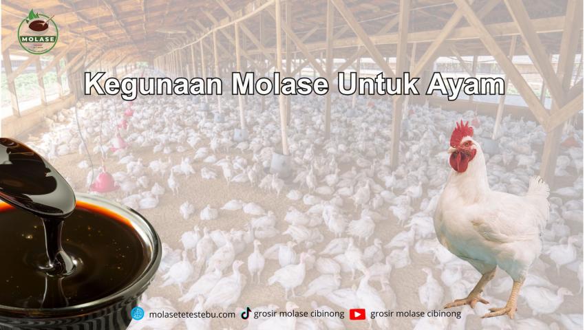 Kegunaan Molase Untuk Ayam